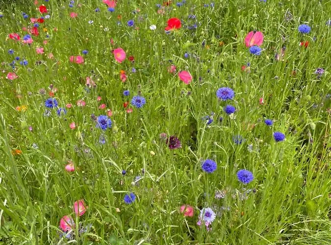 The Old Rectory Donard Apartament Dun Ard